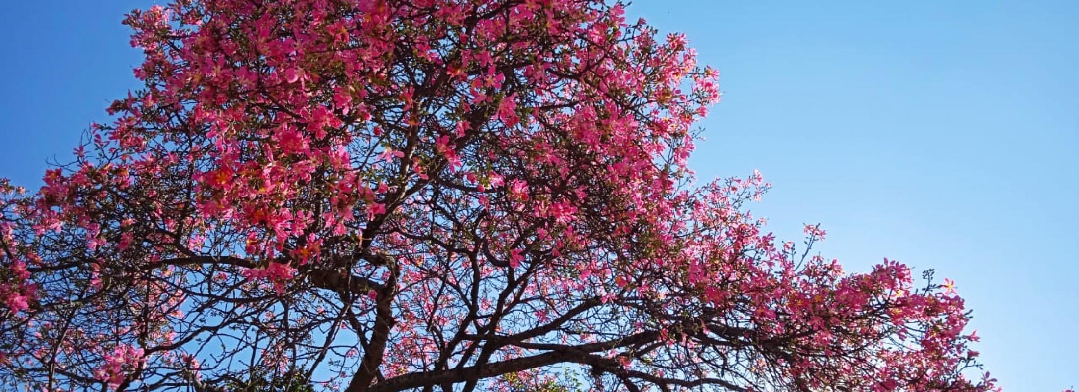 The toborochi tree and the Guaraní legend - Ruta Verde Tours