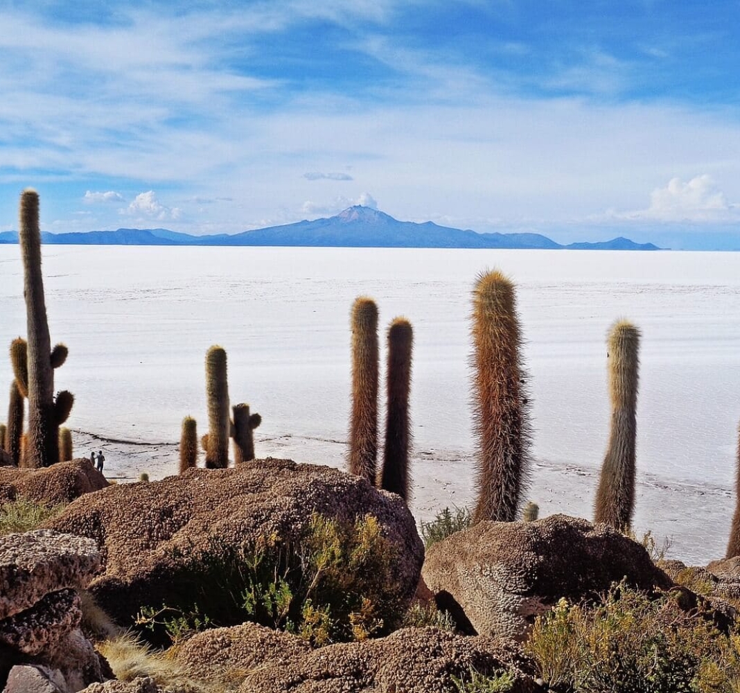 Incahuasi Island: Discover a surreal oasis in the Salar de Uyuni - Ruta ...