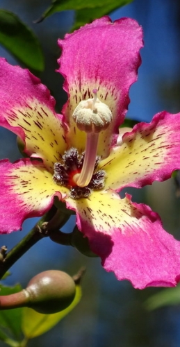 The toborochi tree and the Guaraní legend - Ruta Verde Tours