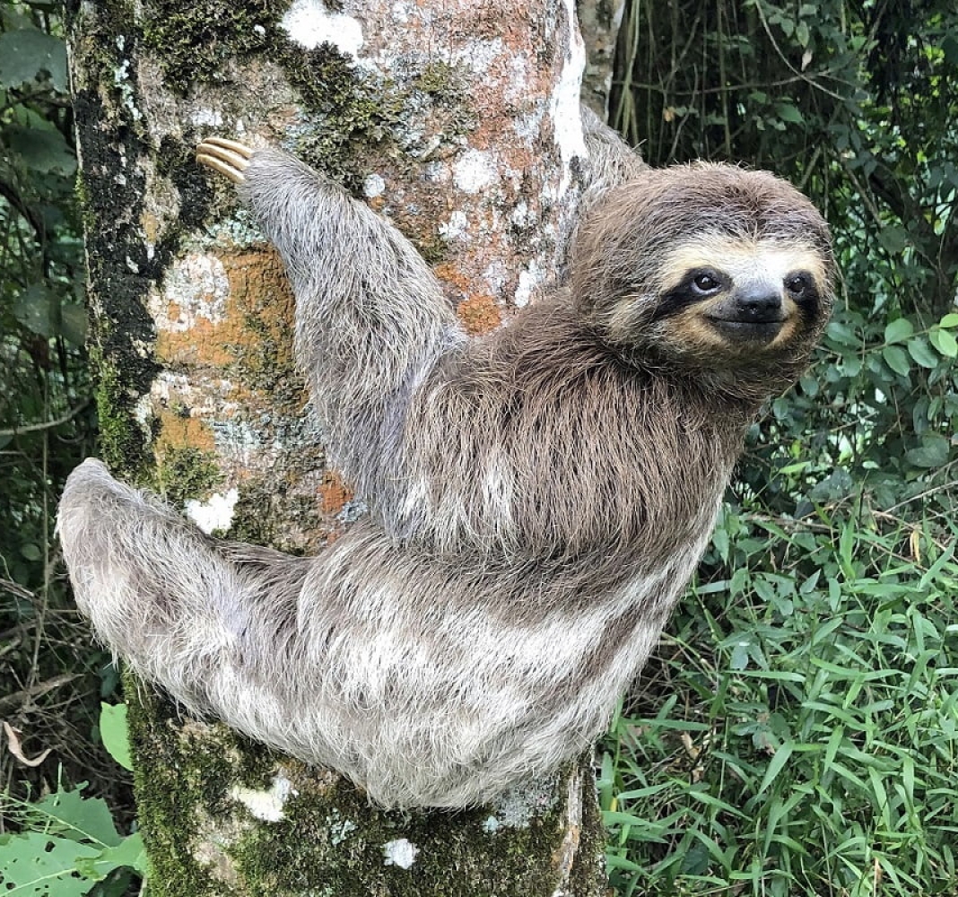 Sloths and where to find them in Bolivia - Ruta Verde Tours