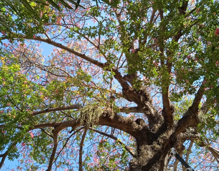 The toborochi tree and the Guaraní legend - Ruta Verde Tours