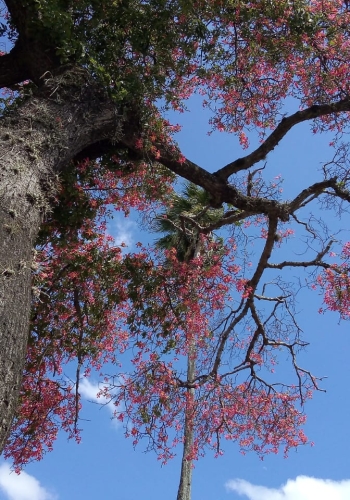 The toborochi tree and the Guaraní legend - Ruta Verde Tours
