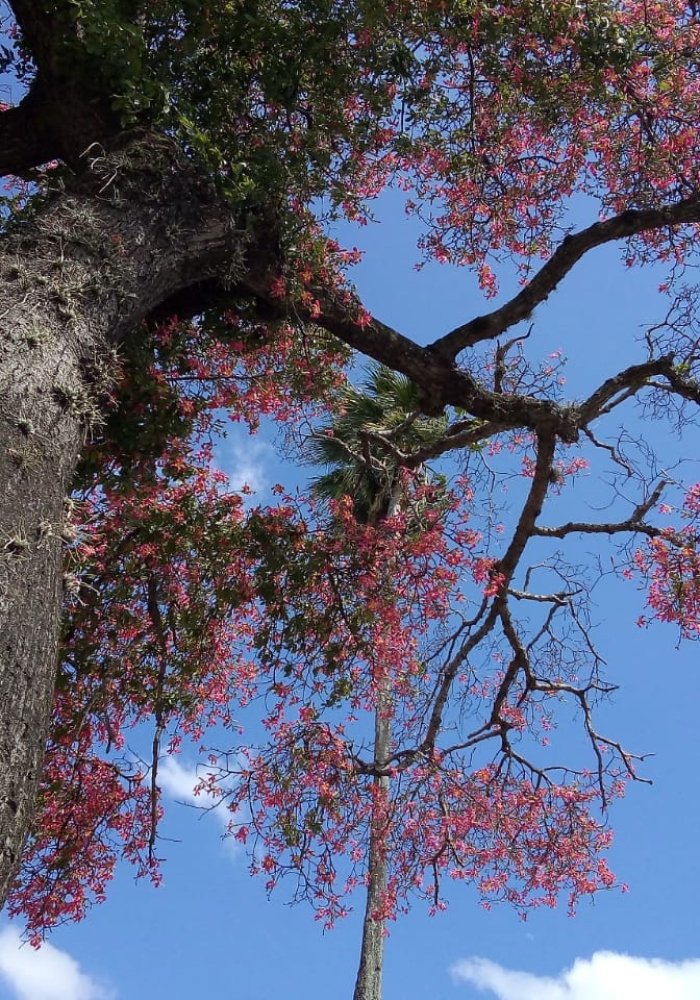The toborochi tree and the Guaraní legend - Ruta Verde Tours