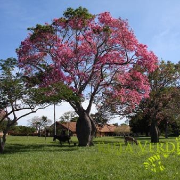 The toborochi tree and the Guaraní legend - Ruta Verde Tours
