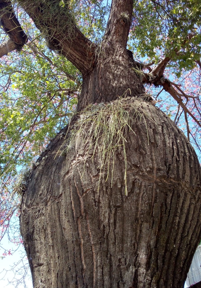 The toborochi tree and the Guaraní legend - Ruta Verde Tours