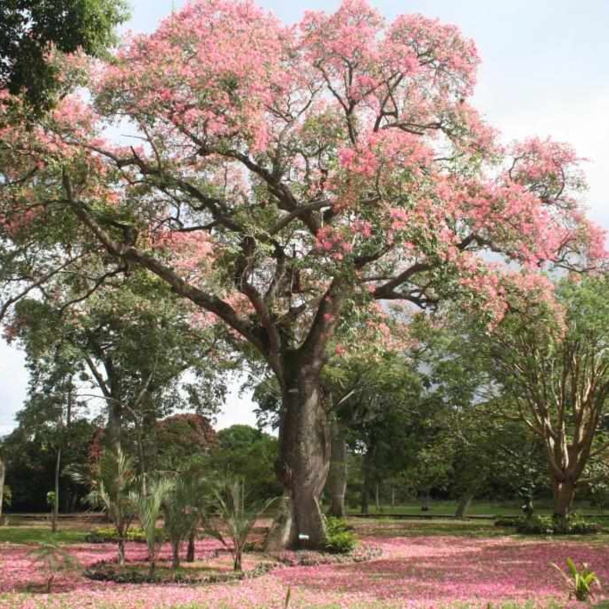 The toborochi tree and the Guaraní legend - Ruta Verde Tours