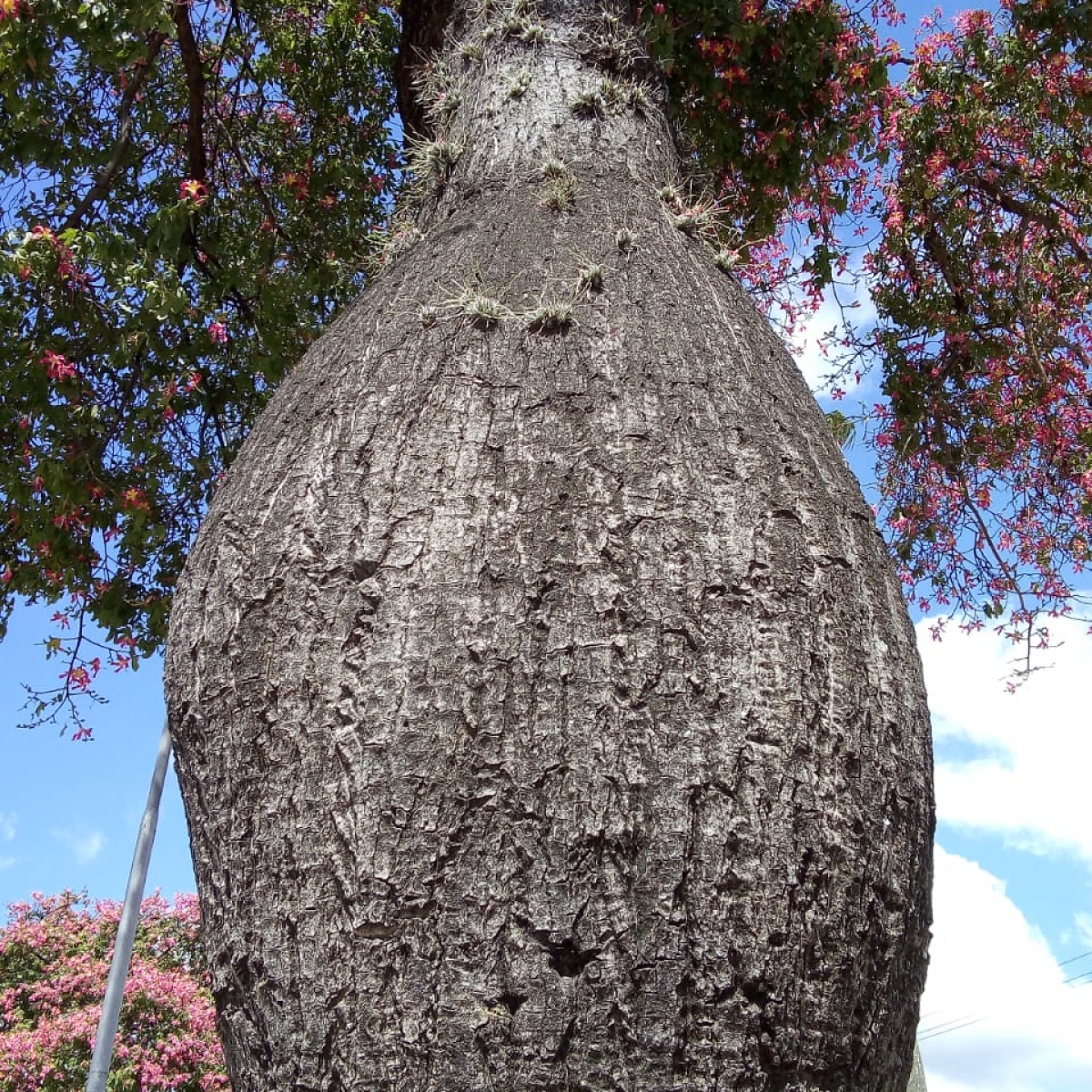 The toborochi tree and the Guaraní legend - Ruta Verde Tours