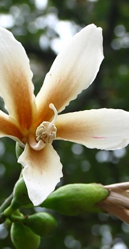 The toborochi tree and the Guaraní legend - Ruta Verde Tours