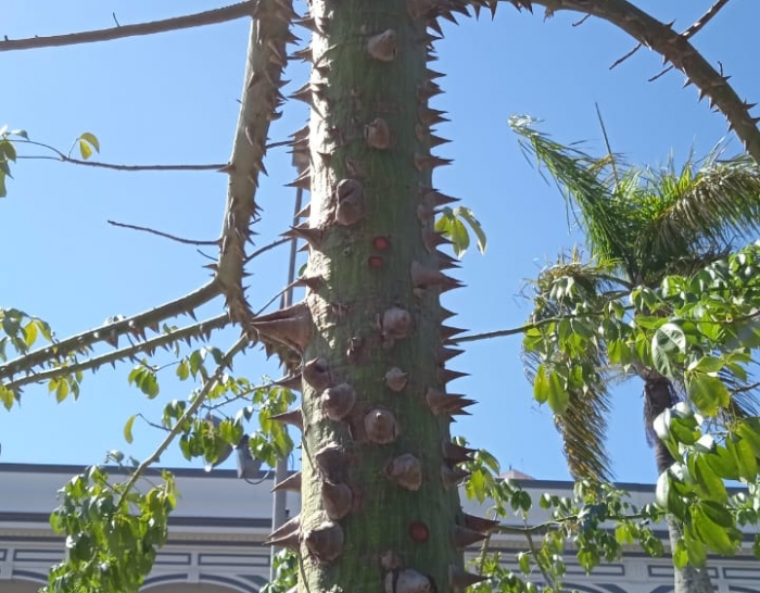 The toborochi tree and the Guaraní legend - Ruta Verde Tours