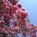 Pink tajibo tree