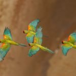Parabas Frente roja (red fronted macaw)
